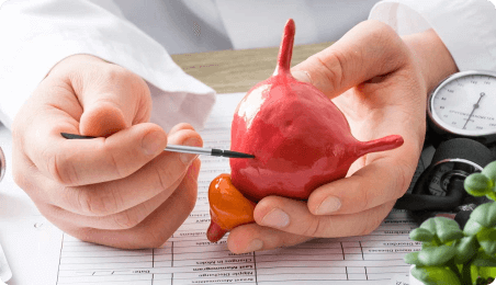 laruccia dettaglio anatomia